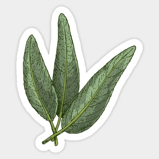 Sage Kitchen Herbs | Aromatic herbs Sticker